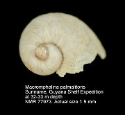 Macromphalina palmalitoris